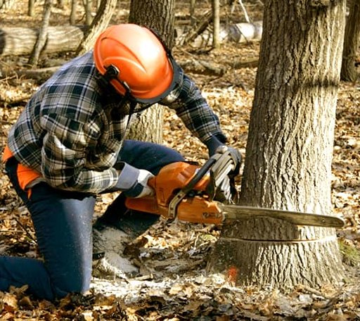 Tree Removal in Jamestown, RI